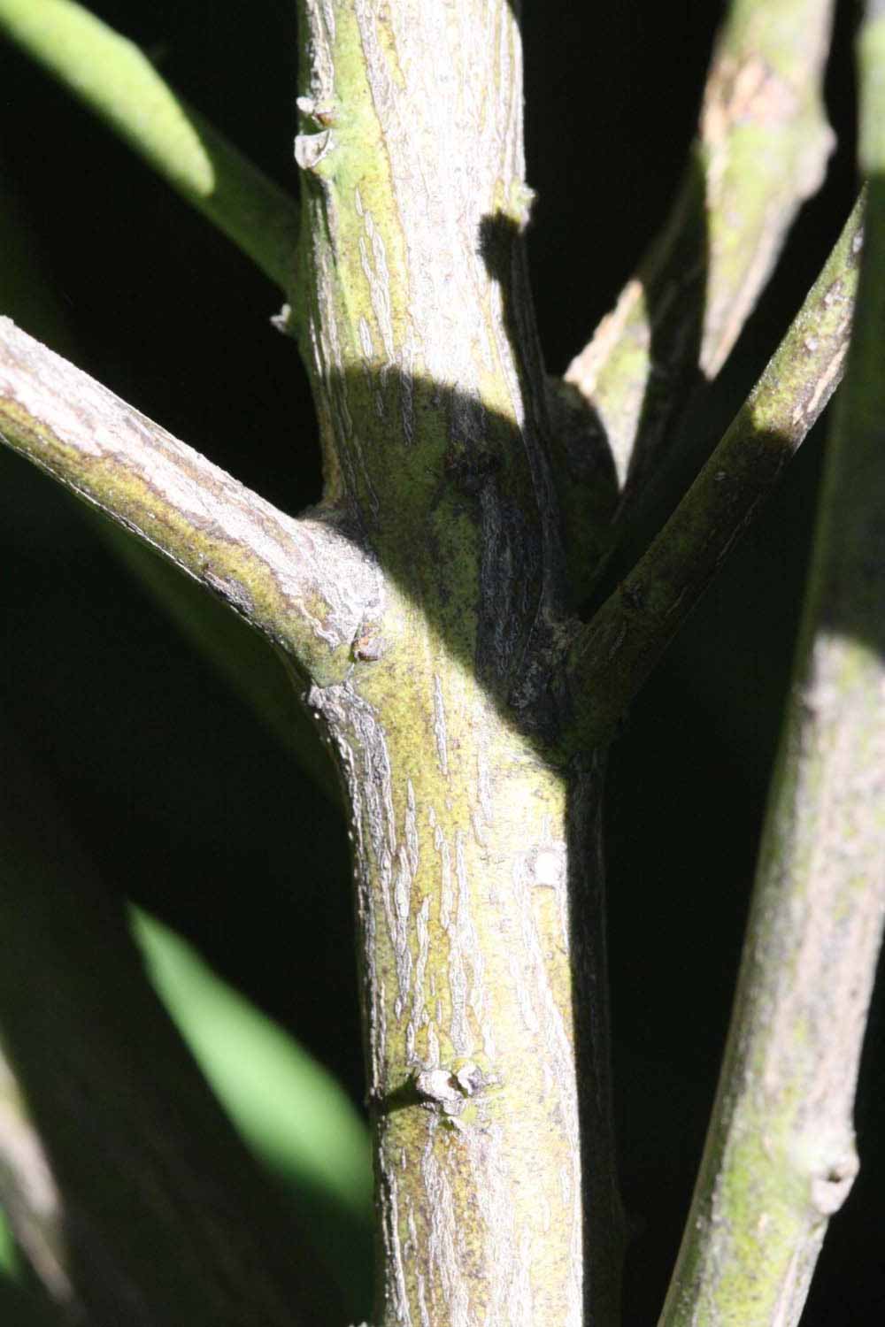              Second - third year twig (Riverside, CA)       